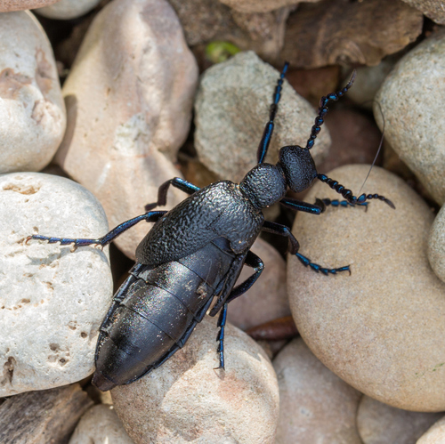 Black Oil Beetle