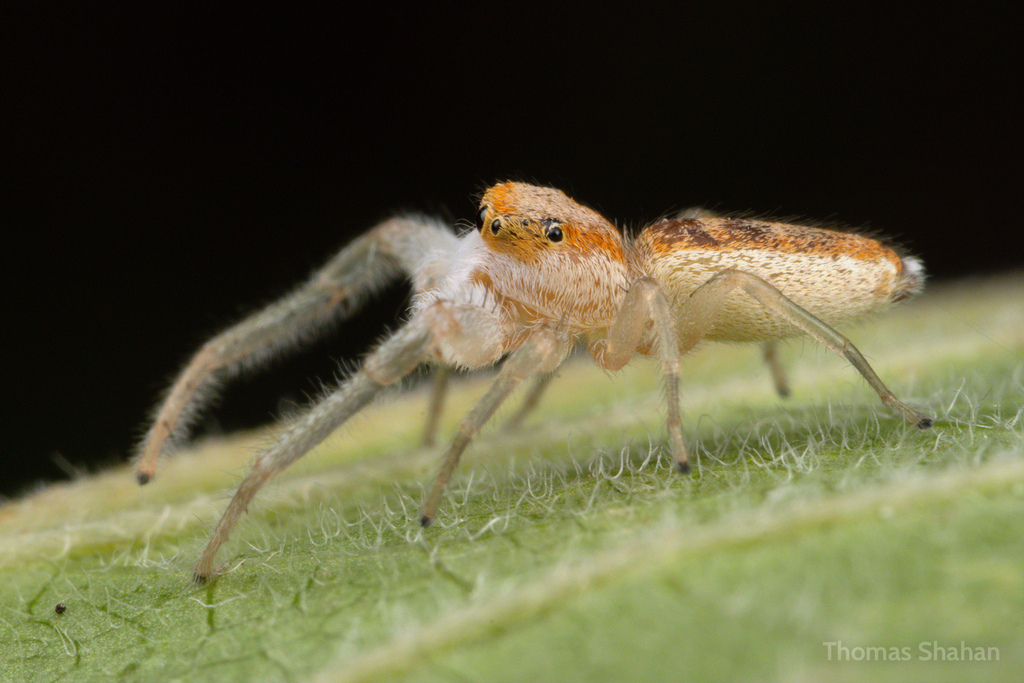 White Jawed Jumping Spider In October 2023 By Thomas Shahan · Inaturalist