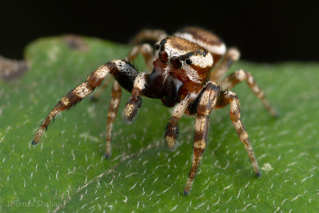 Common White-cheeked Jumping Spider in October 2023 by Thomas Shahan ...