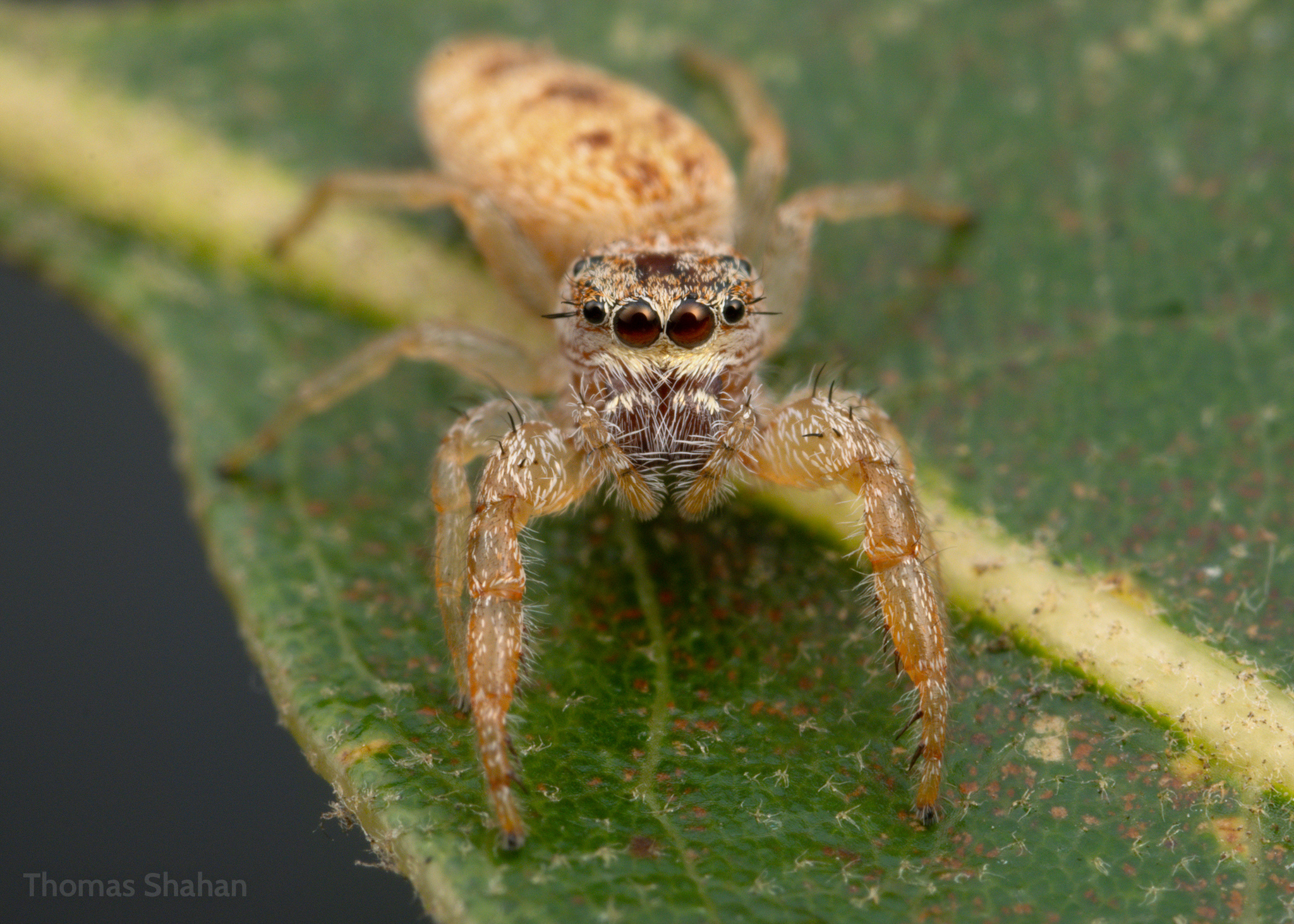 Long-jawed Jumping Spiders (Genus Hentzia) · iNaturalist