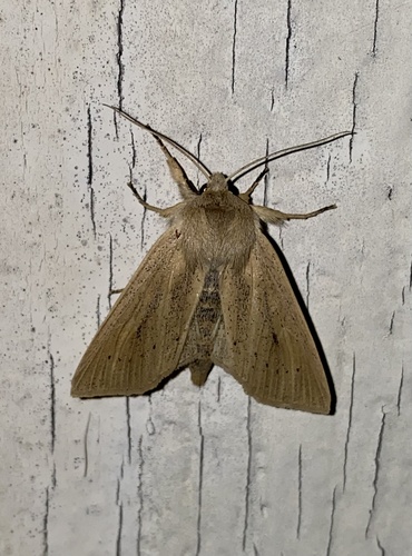Large Wainscot Moth