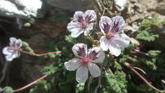 Erodium cheilanthifolium