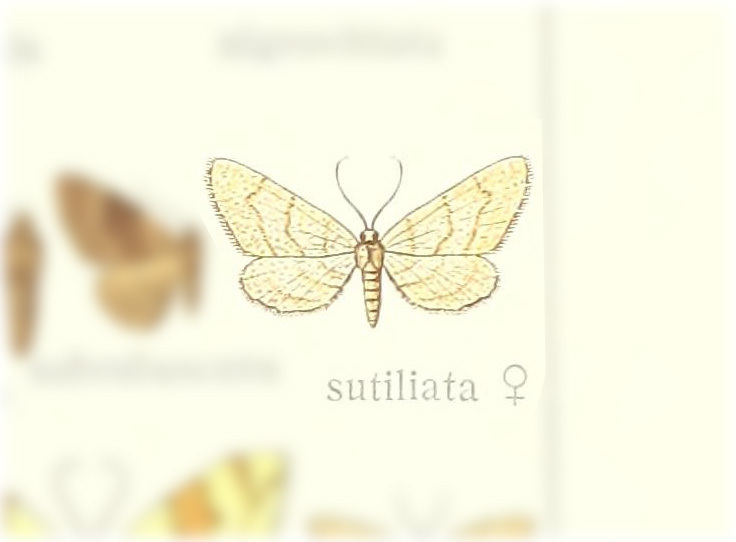 Eupithecia scopariata