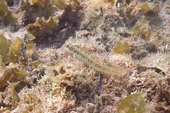 Omobranchus germaini