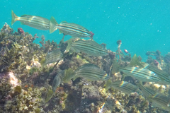 Helotes octolineatus