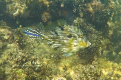 Chaetodermis penicilligerus
