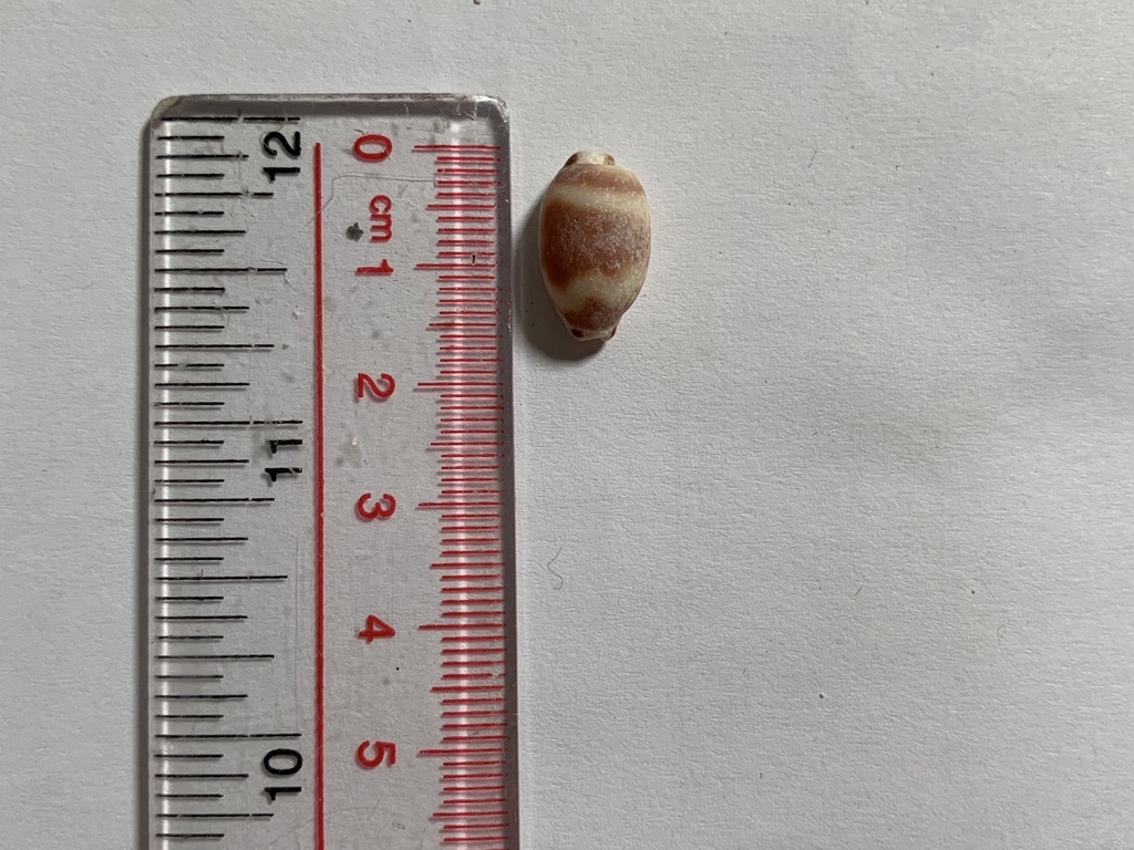 Cowrie