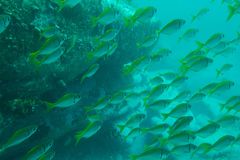 Pempheris compressa