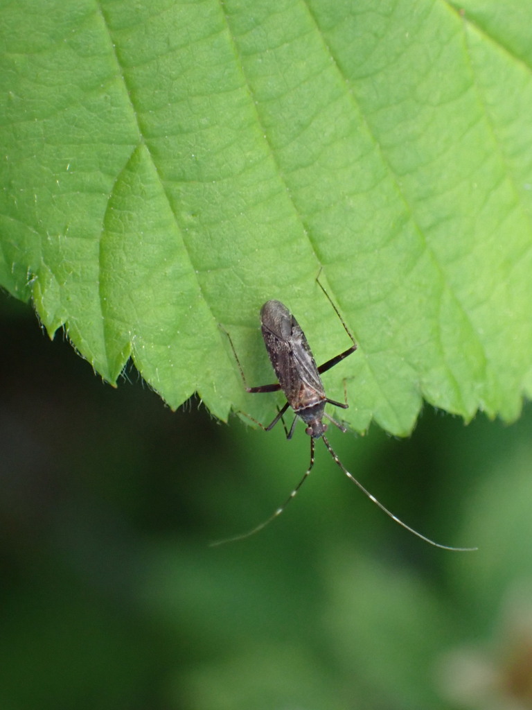 Phytocoris antennalis