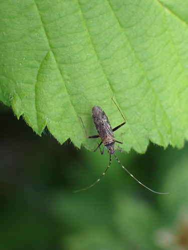 Phytocoris antennalis
