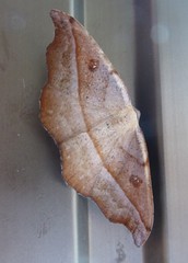Sarisa muriferata