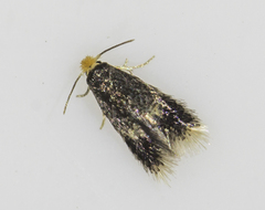 Stigmella salicis