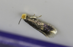 Stigmella salicis