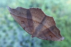 Sarisa muriferata
