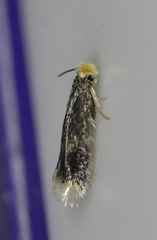 Stigmella salicis