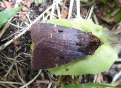 Austramathes purpurea