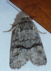 Brachylomia cascadia