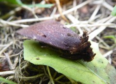 Austramathes purpurea