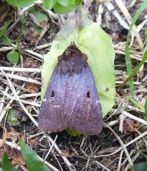 Austramathes purpurea