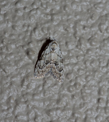 Ashy Meganola Moth photo 5