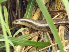Eutropis multifasciata