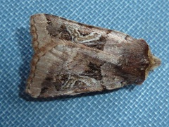 Cerastis enigmatica