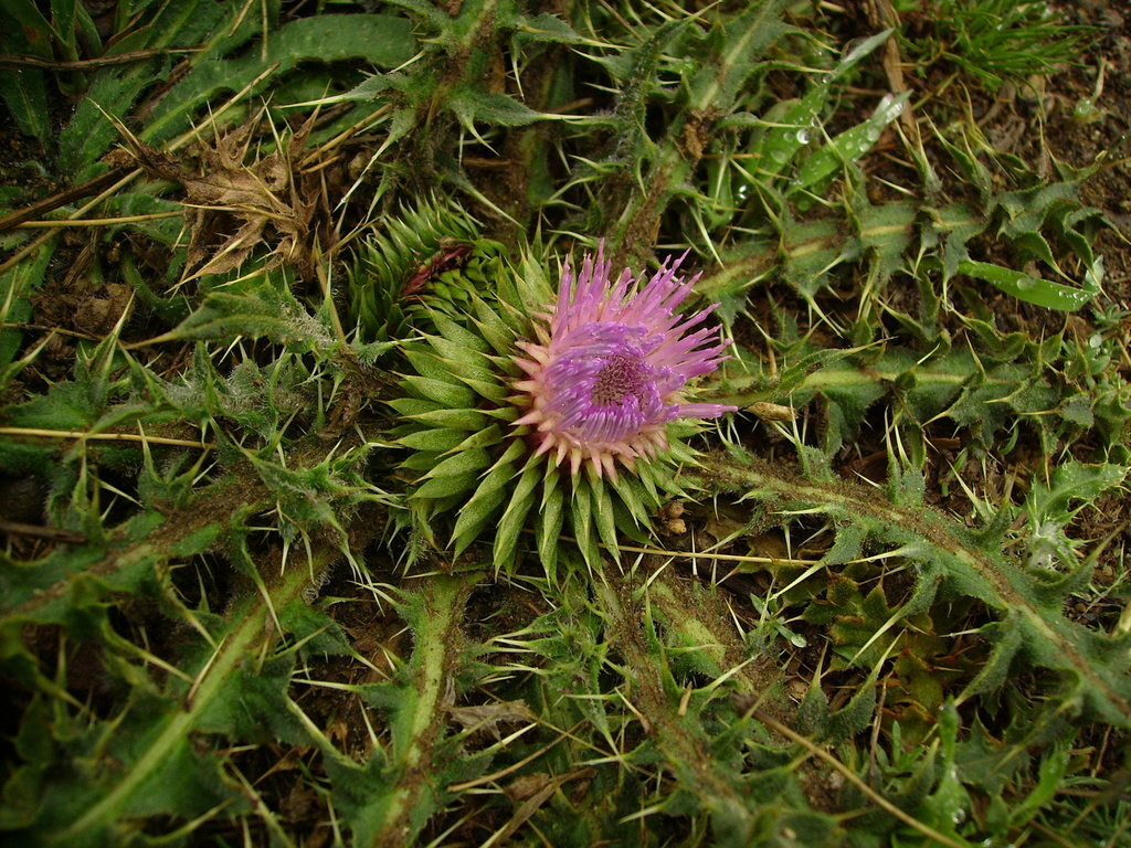 Carduus ballii