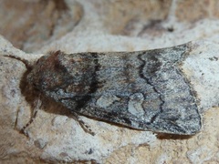 Cosmia praeacuta