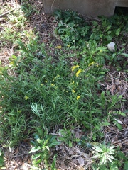 Senecio madagascariensis