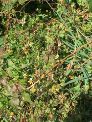 Bidens pilosa pilosa