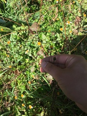 Bidens pilosa pilosa