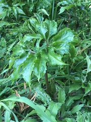 Arisaema thunbergii urashima