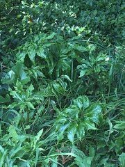 Arisaema thunbergii urashima