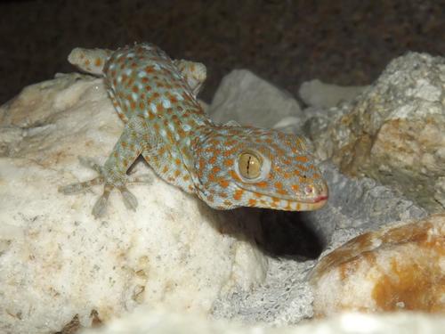 Tokay Gecko — seen at this dive site