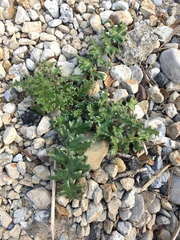 Cirsium maritimum