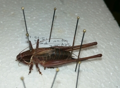 Sepiana sepium