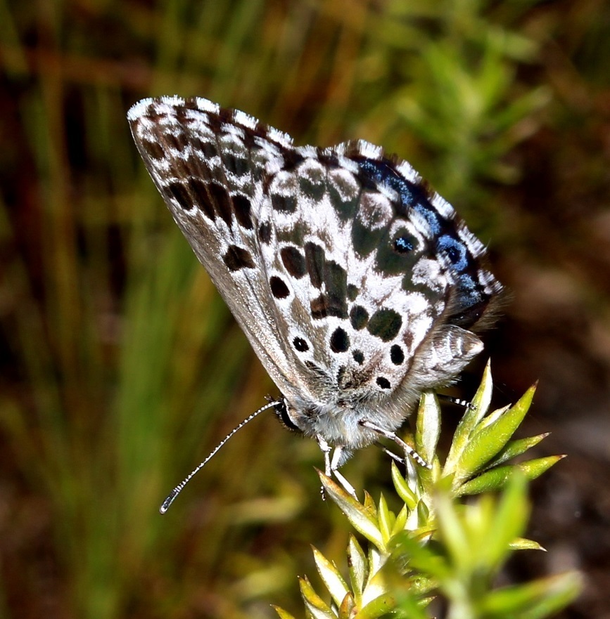 Southern Blue