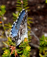 Lepidochrysops australis