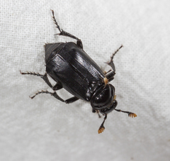 Nicrophorus humator