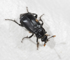 Nicrophorus humator