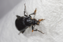 Nicrophorus humator