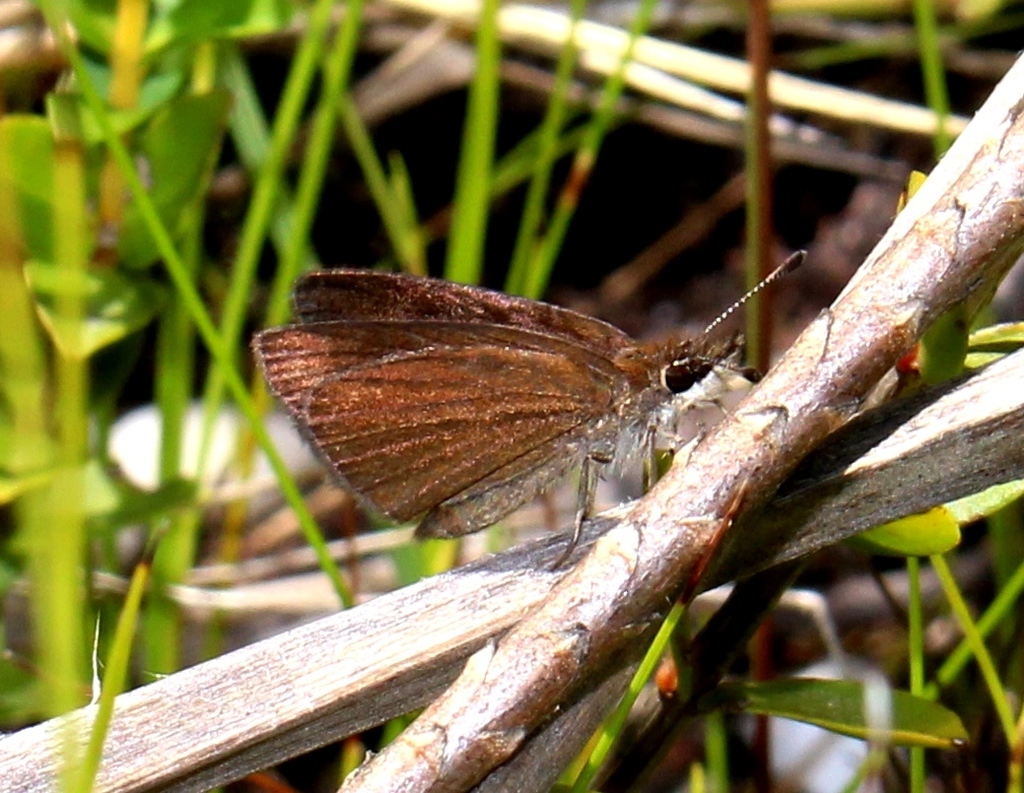 Dickson's Sylph