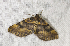 Earophila badiata