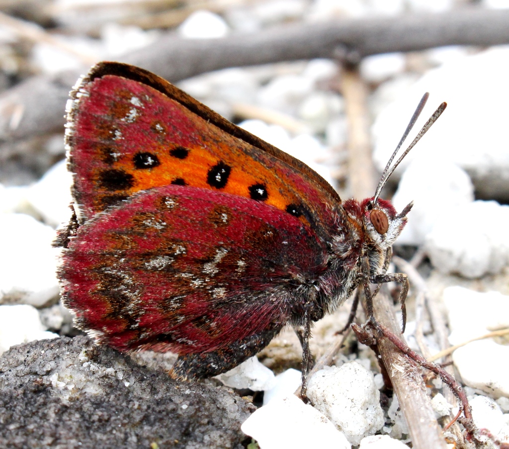 Giant Copper