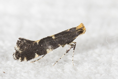 Callisto denticulella