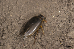 Colymbetes striatus