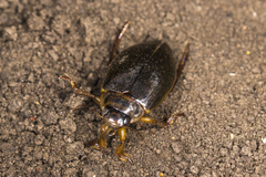 Colymbetes striatus