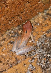 Litoria adelaidensis