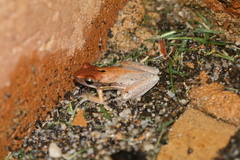 Litoria adelaidensis