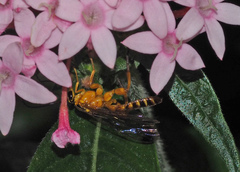 Echthromorpha agrestoria